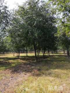 10公分(5杆)丛生朴树