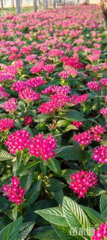 高度20厘米五星花