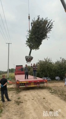 20公分垂丝海棠