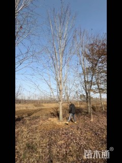 23公分美国红枫