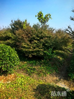 高度350厘米丛生鸡爪槭