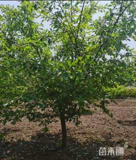 12公分垂丝海棠