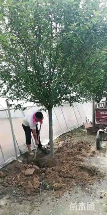 15公分绚丽海棠