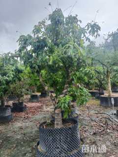 15公分荔枝树