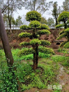 15公分造型榆树