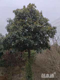 10公分金丝楠木