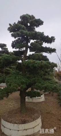 13公分造型五针松