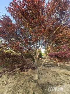 17公分日本红枫