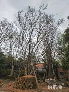 30公分(2杆)丛生朴树