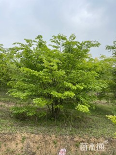 5公分(6杆)丛生朴树