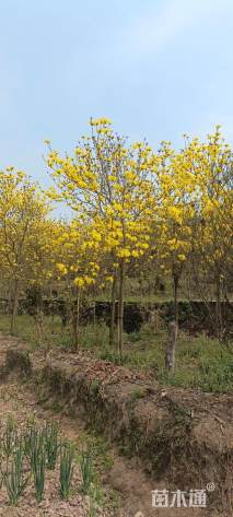 15公分黄花风铃木