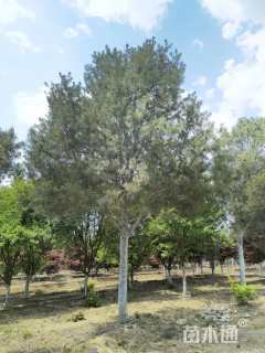 高度800厘米白皮松