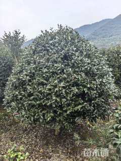 冠幅250厘米茶梅球