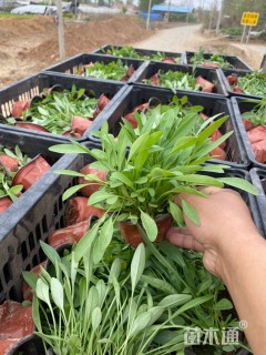 高度15厘米大花金鸡菊