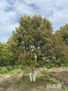 60公分丛生香樟