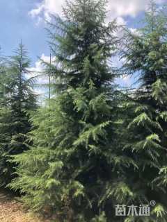 高度650厘米雪松