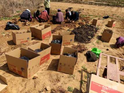 高度10厘米映山红