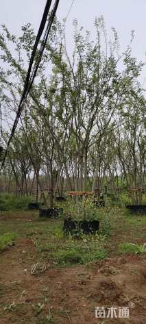 50公分(5杆)丛生朴树