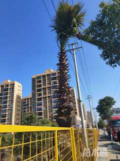 裸干高300厘米华棕