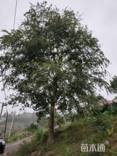 25公分朴树