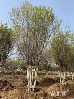 高度800厘米丛生元宝枫