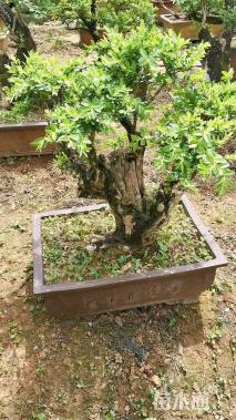 高度40厘米黄杨