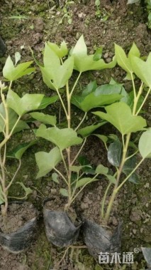 高度20厘米熊掌木小苗