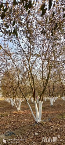 10公分(5杆)丛生朴树