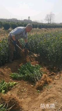 高度60厘米大叶黄杨