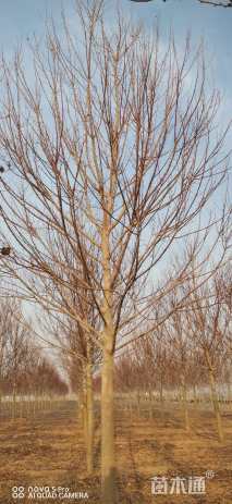 21公分美国红枫