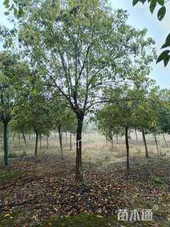 15公分大叶女贞