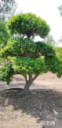 18公分造型卫矛