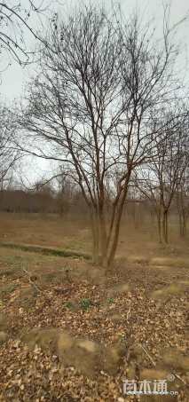 10公分(5杆)丛生乌桕