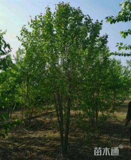 高度400厘米丛生暴马丁香