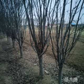 10公分西府海棠