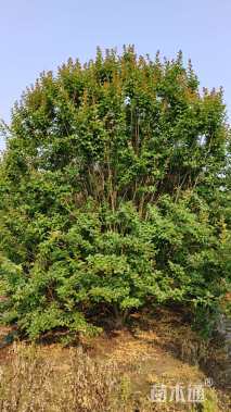 高度500厘米丛生紫薇