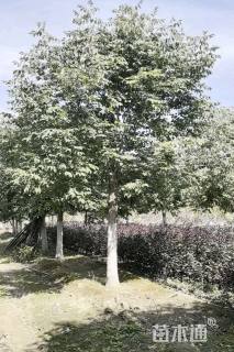 15公分秋紫白蜡