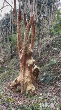 150公分造型紫薇