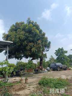 60公分桃花心木