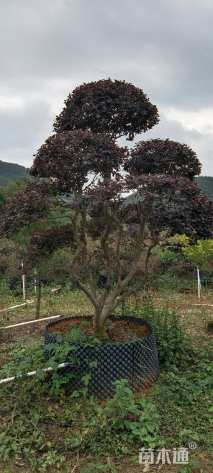 高度300厘米红花继木