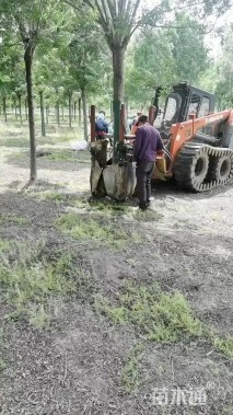 17公分秋紫白蜡