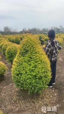 冠幅120厘米亮晶女贞球