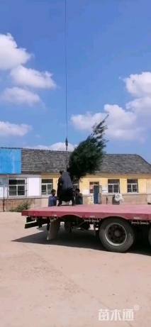 高度500厘米白皮松