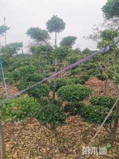 高度200厘米大叶黄杨