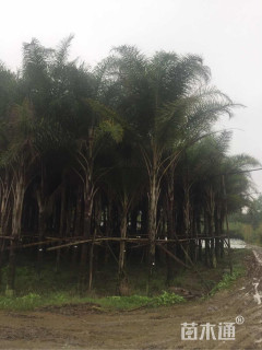 裸干高300厘米金山葵