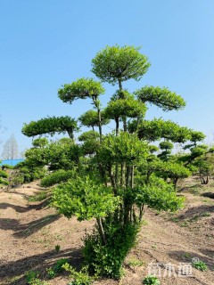 高度300厘米小叶女贞