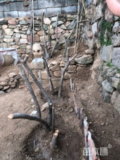 高度1500厘米连翘