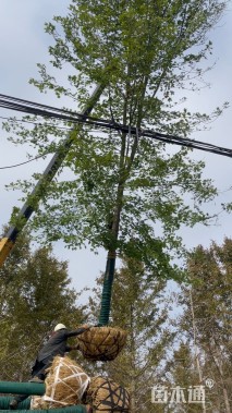 15公分北美红枫