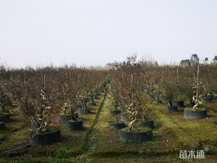 15公分造型紫薇