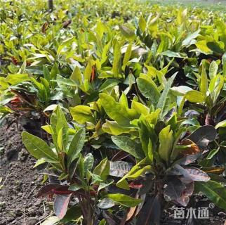 高度35厘米变叶木